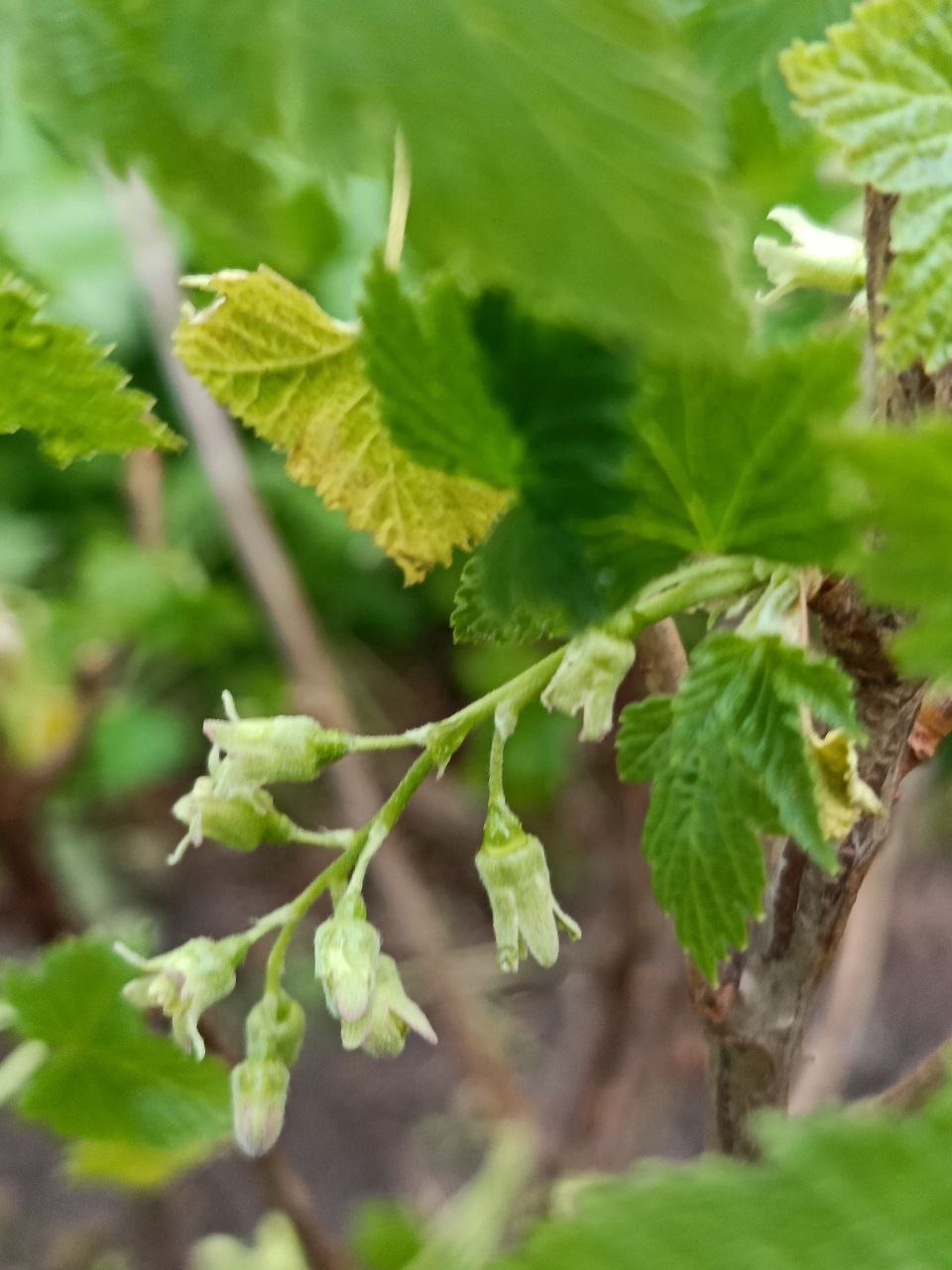 РН. Сад непрерывного цветения 04-2025