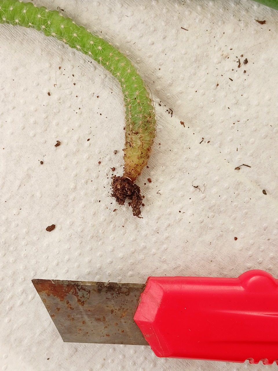 РН. "Флорариум"