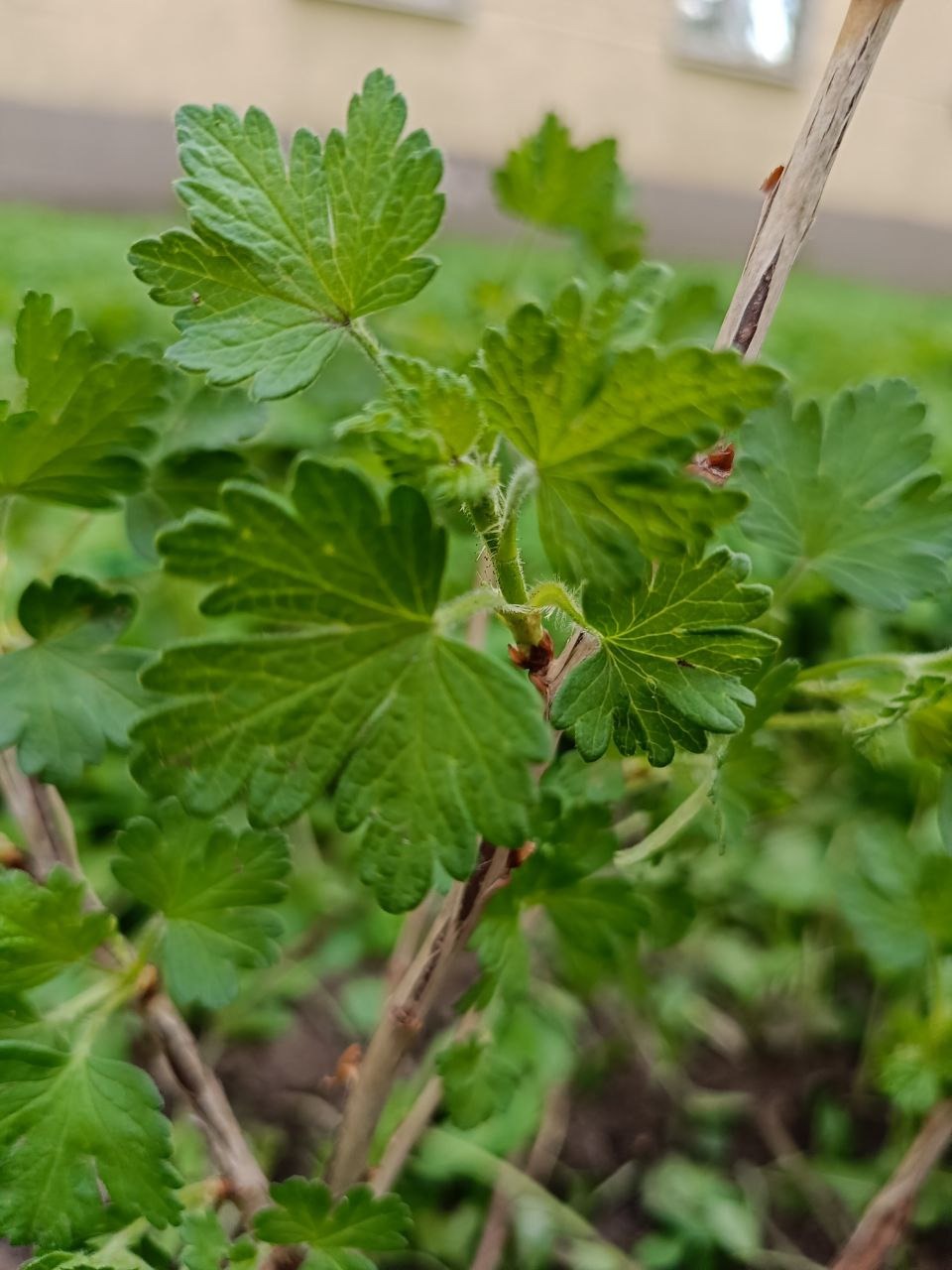 РН. Сад непрерывного цветения 04-2025
