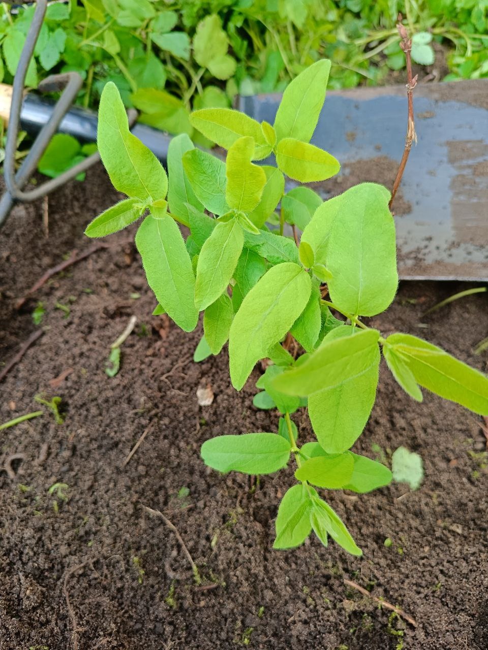 РН. Сад непрерывного цветения 04-2025