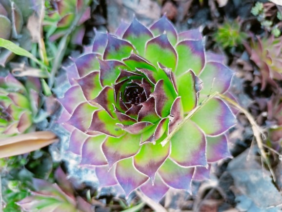 РН. "Флорариум"