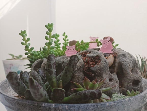 РН. "Флорариум"