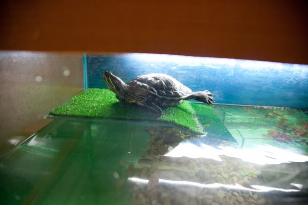 Новый дом для нашей черепахи