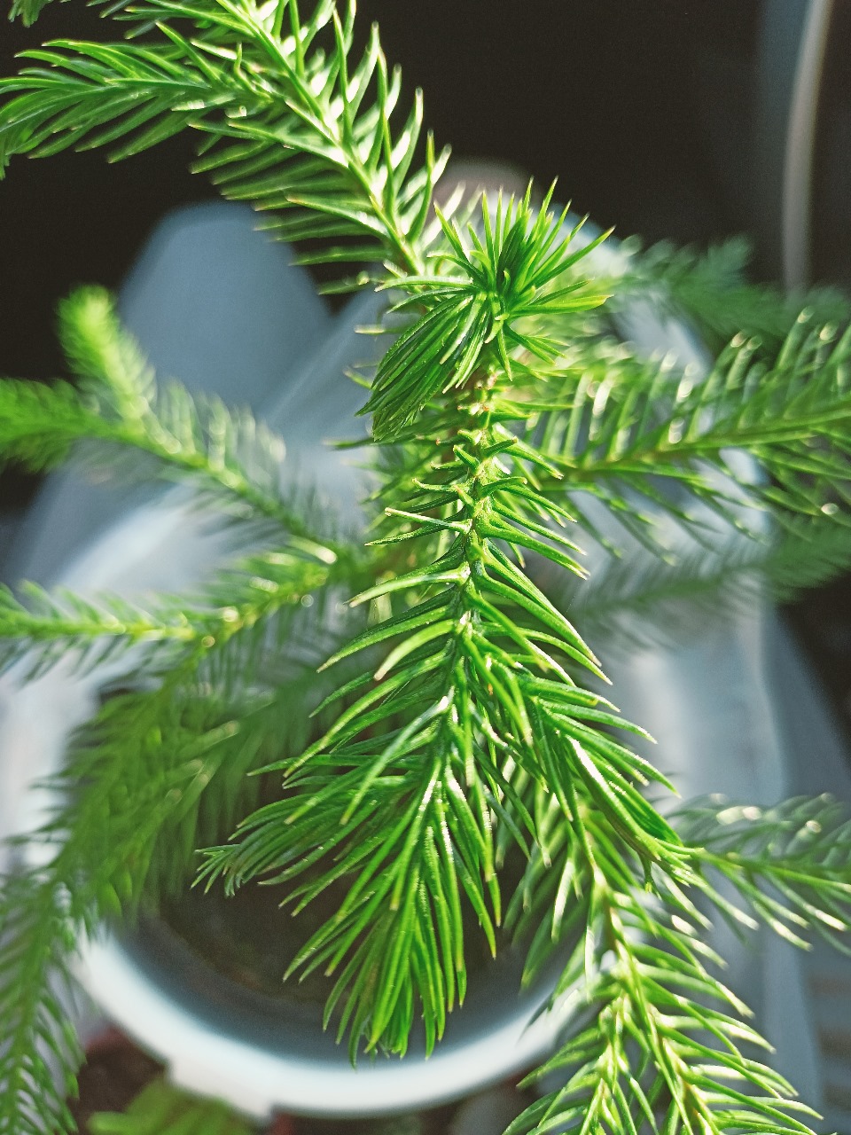 РН. "Флорариум"