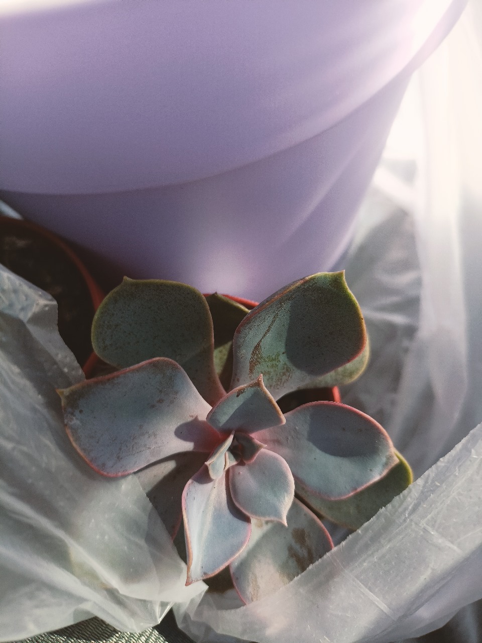 РН. "Флорариум"