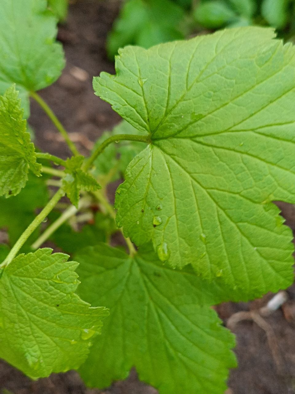 РН. Сад непрерывного цветения 04-2025