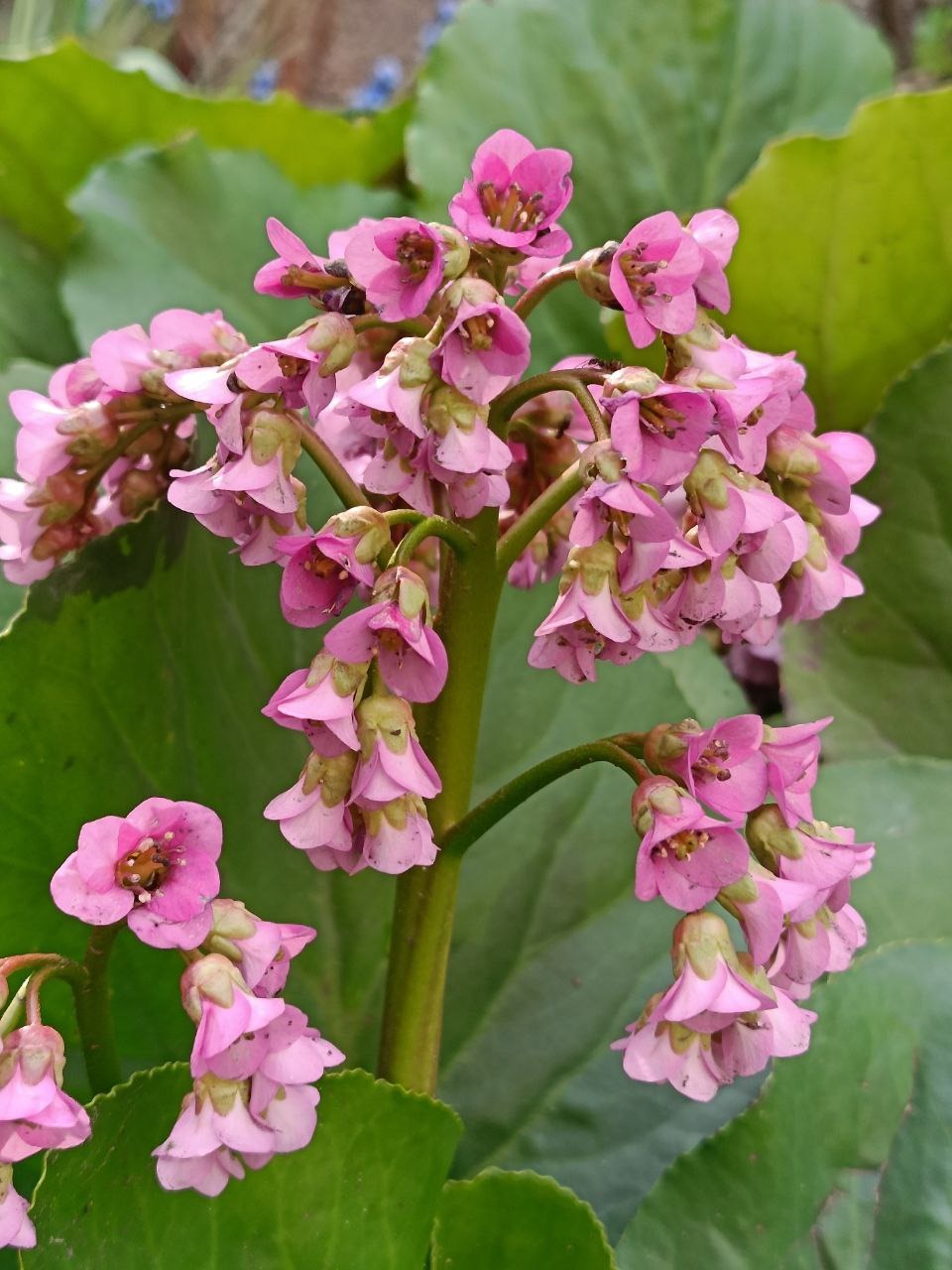 РН. Сад непрерывного цветения 04-2025