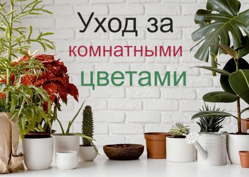 Комнатные растения.jpg