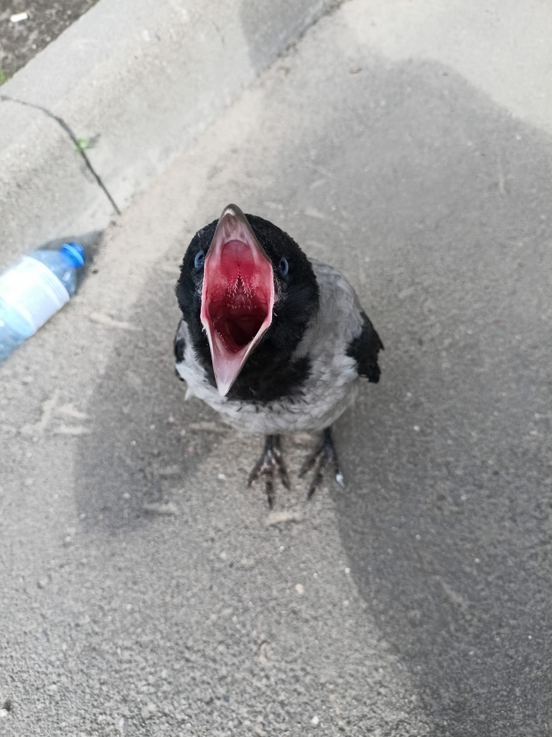 РН. Птицы нашего двора