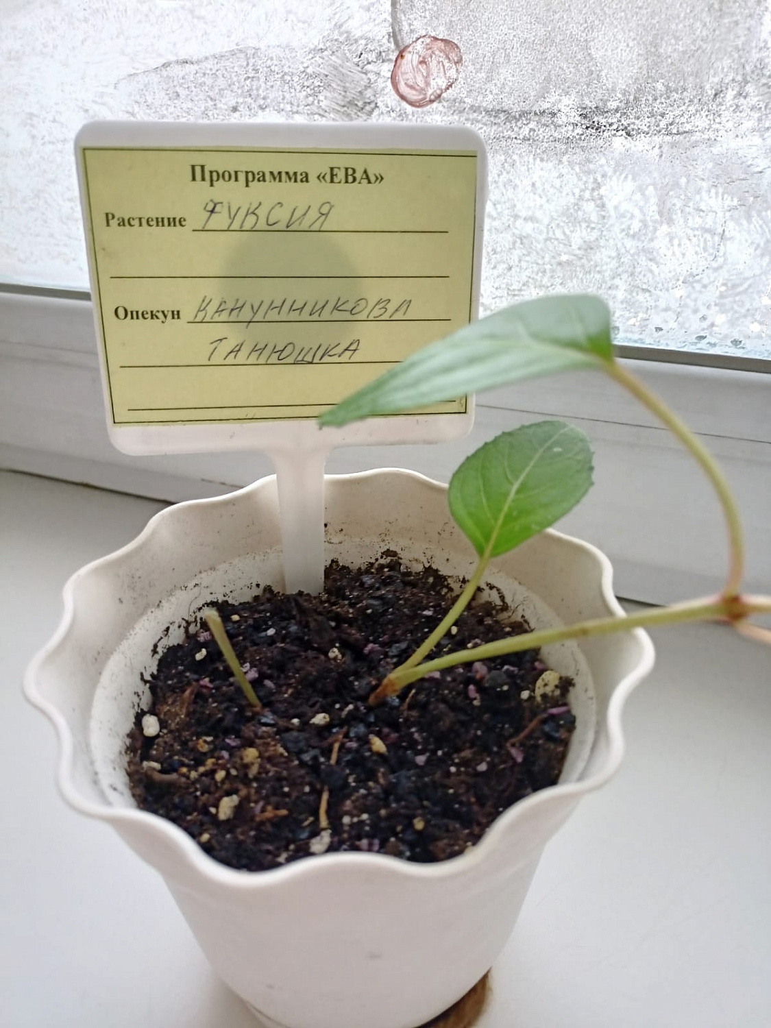 РН. Уход за домашними растениями